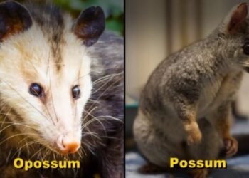 Possum in Spanish