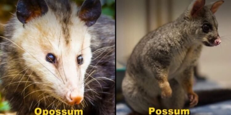Possum in Spanish