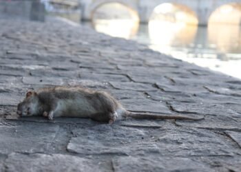 Dead Rat