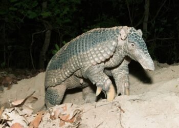 Giant Armadillo