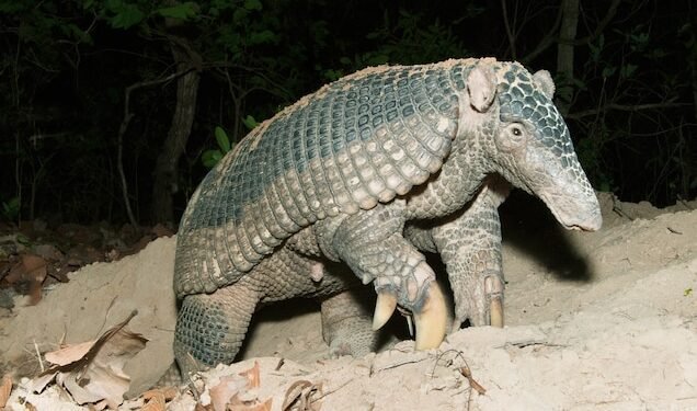 Giant Armadillo