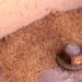 Termite Droppings