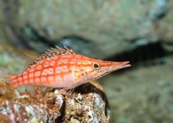 Hawkfish MaySchleiferVox