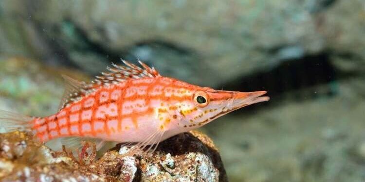 Hawkfish MaySchleiferVox