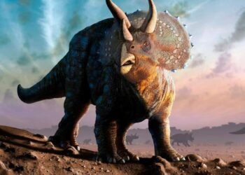 Tyceratops
