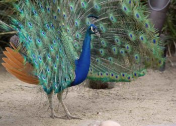 Parks US PeacockLukovitzMediapost