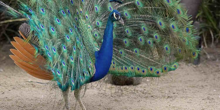 Parks US PeacockLukovitzMediapost