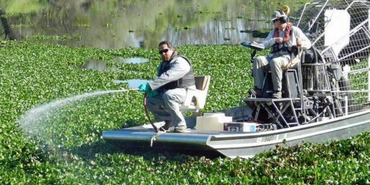 Aquatic Vegetation Management