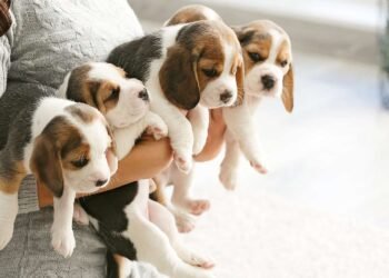 Beagle Puppies – Unveiling the Benefits for Families With Children