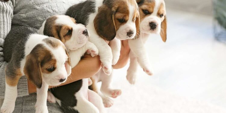 Beagle Puppies – Unveiling the Benefits for Families With Children