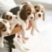 Beagle Puppies – Unveiling the Benefits for Families With Children