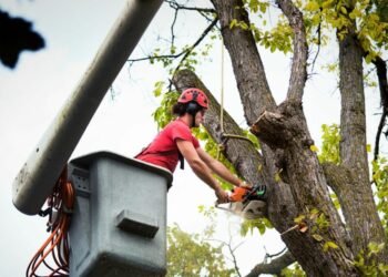 Tree Service Provider
