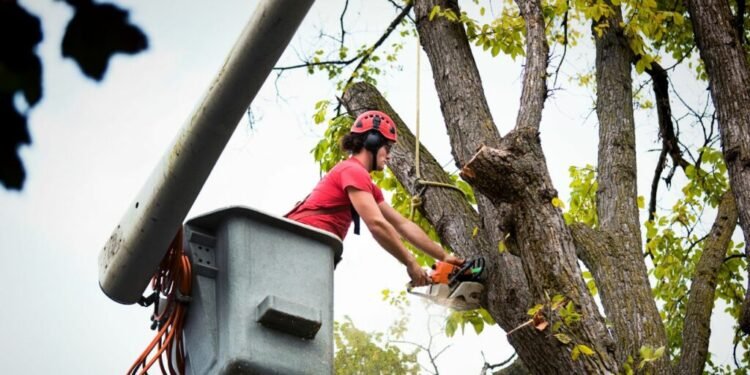 Tree Service Provider