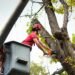 Tree Service Provider