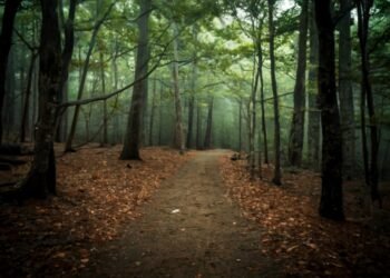 Unraveling the Trails Carolina Horror Stories A Deep Dive into Wilderness Therapy and Its Shadows