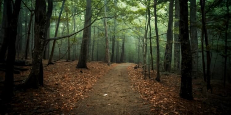 Unraveling the Trails Carolina Horror Stories A Deep Dive into Wilderness Therapy and Its Shadows