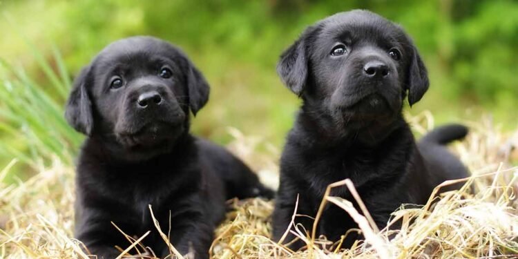 Labradors