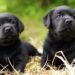Labradors