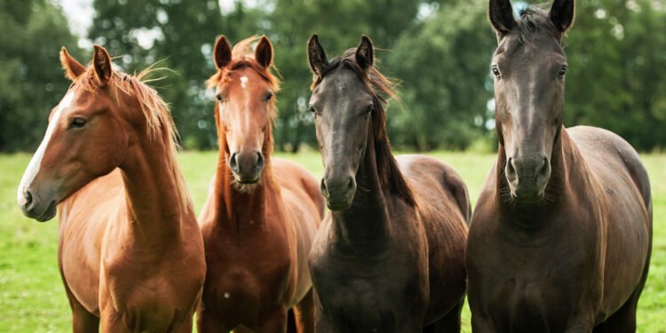 Equine