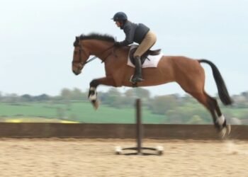 Horse Jumping Made Easy Equipment Guide and Training Tips