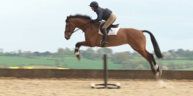 Horse Jumping Made Easy Equipment Guide and Training Tips