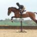 Horse Jumping Made Easy Equipment Guide and Training Tips