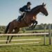 The Art and Science of Horse Jumping Essential Tips and Techniques