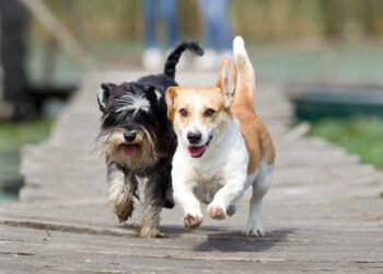 The Future of Pet Memorials Honoring Our Beloved Companions with Respect