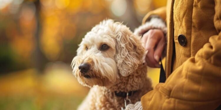 Celebrating the Lifelong Bond Unique Ways to Honor Our Beloved Pets