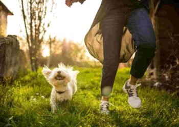 The Joys and Benefits of Owning a Dog