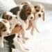 Beagle Puppies – Unveiling the Benefits for Families With Children